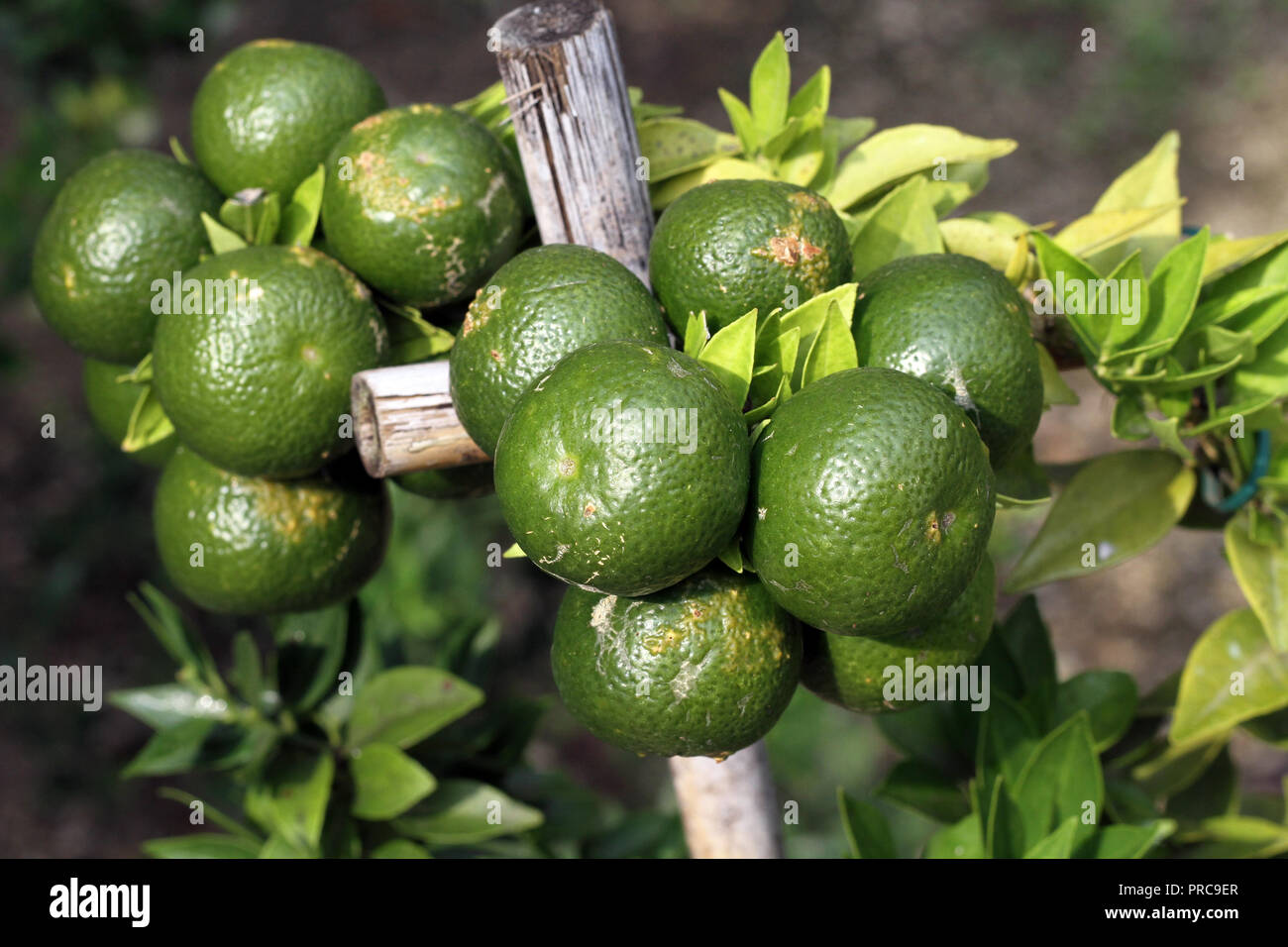 Citrus myrtifolia chinotto chinois Stock Photo