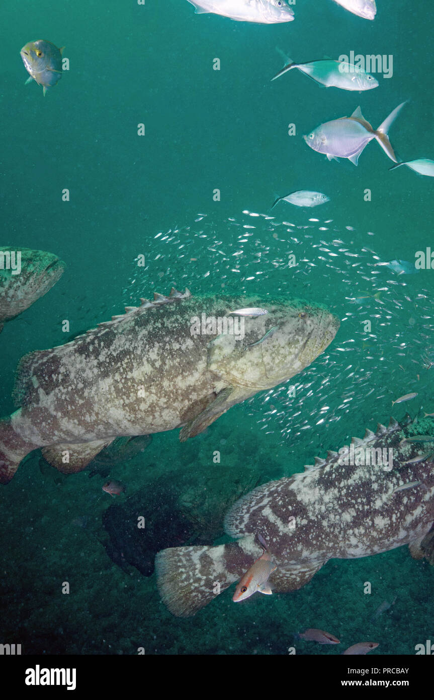 Goliath grouper underwater wreck hires stock photography and images