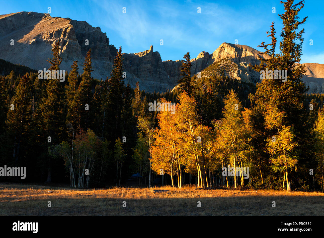 Golden leaves on aspen trees change color in Great Basin National Park Stock Photo