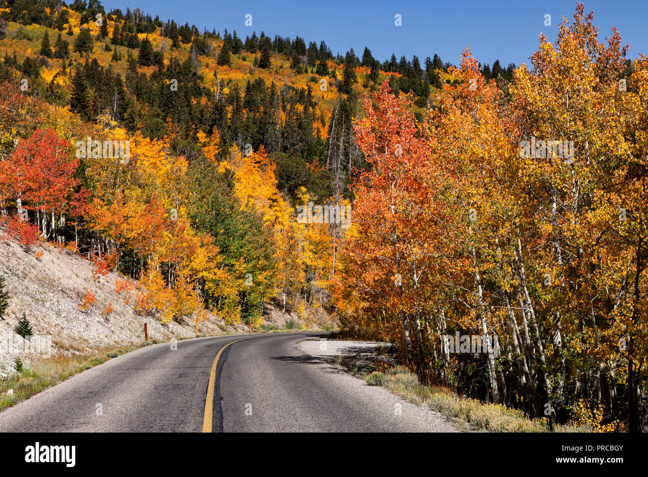 Aspens change to fall colors on Wheeler Peak Scenic Drive in Nevada's Great Basin National Park Stock Photo