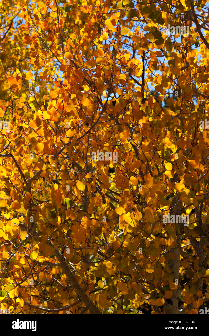 Aspens leaves in fall colors at Wheeler Peak Scenic Drive in Nevada's Great Basin National Park Stock Photo