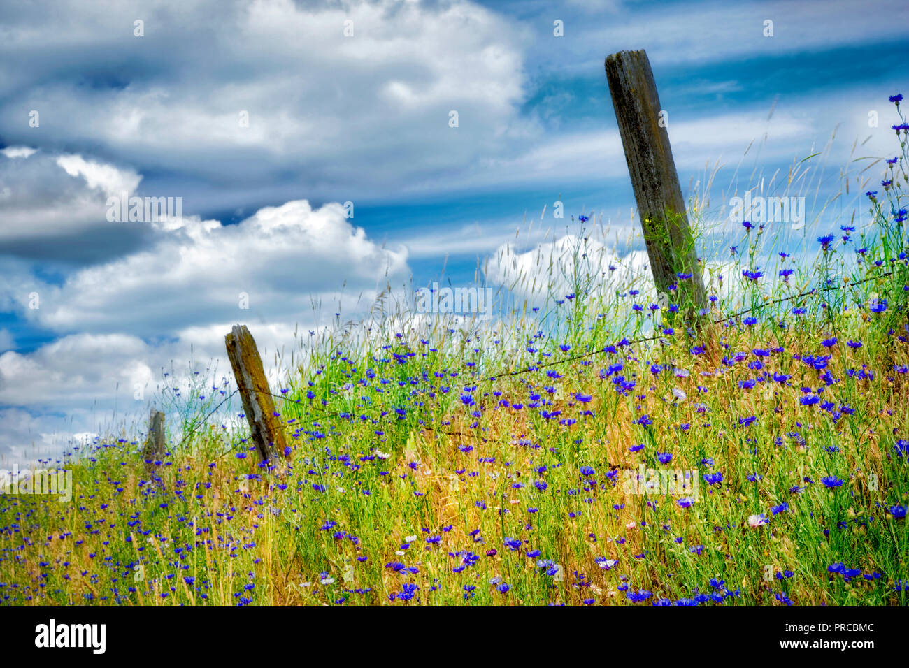 Old fence in pasture with bachelor button wildfloweers. the Palouse, Washington Stock Photo