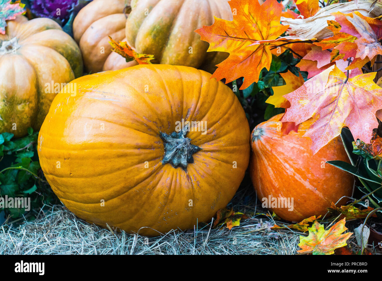 A lot of fresh pumpkins at the farm autumn festival on the eve of ...