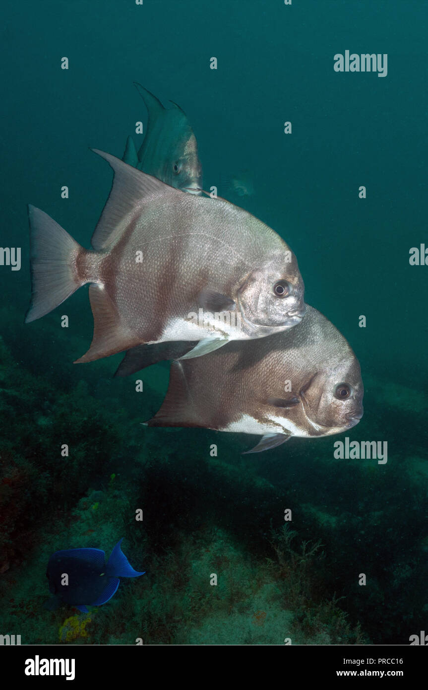 Spadefish hi-res stock photography and images - Alamy