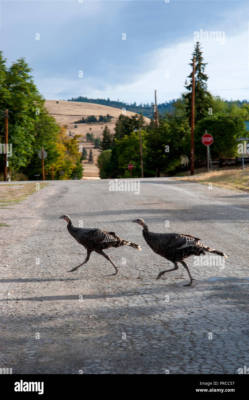Wild turkeys crossing a road in Hot Springs, Montana Stock Photo