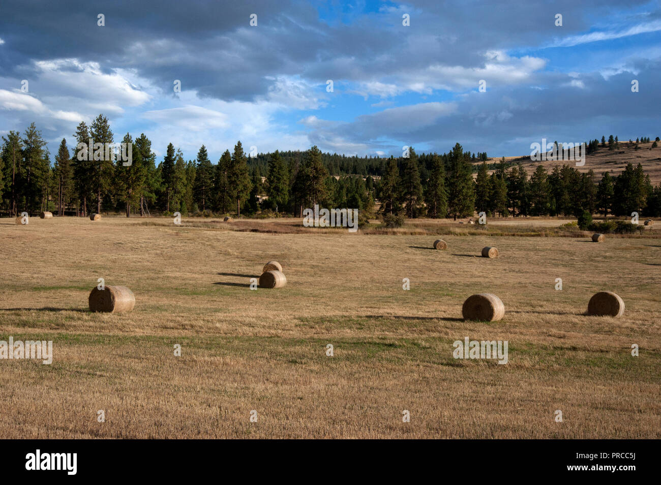 Fields with rolls of hay in Hot Springs, Montana Stock Photo