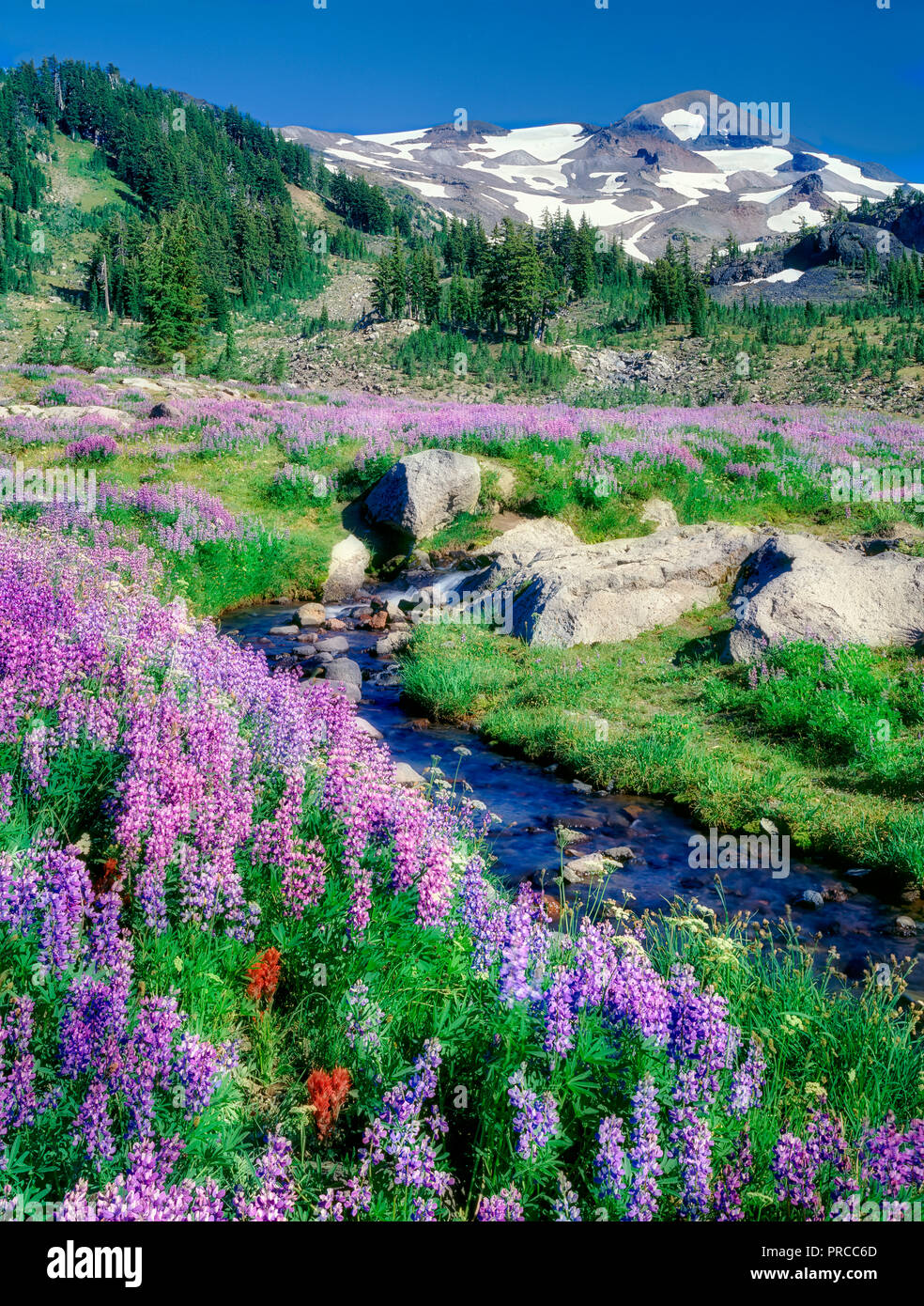 Lupines and small stream with North Sister Mountain. Three Sisters Wilderness, Oregon Stock Photo