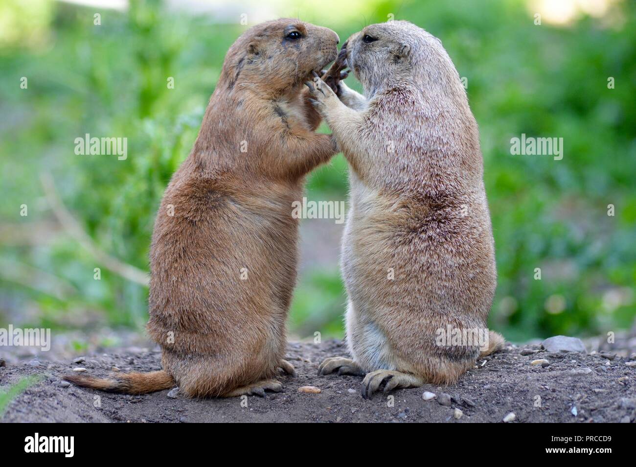 Prairie dogs couple Stock Photo
