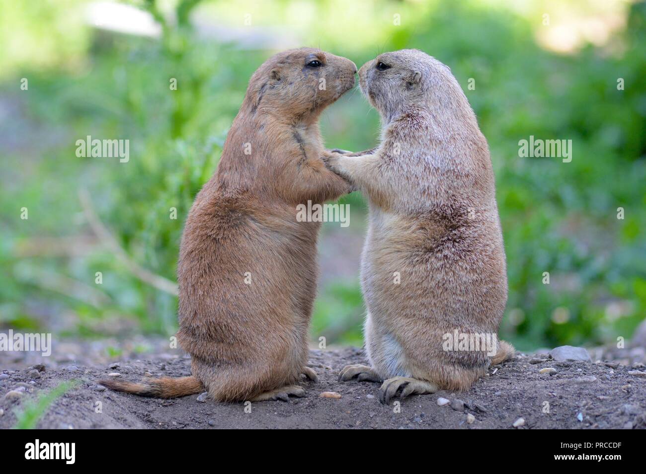 Prairie dogs in love Stock Photo