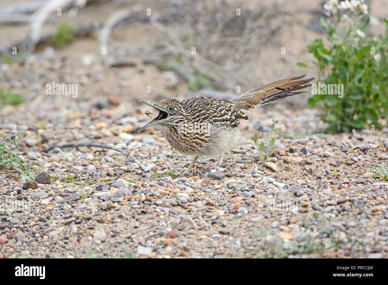 Road Runner Catching a Grasshopper in its mouth in Big Bend National park in Texas Stock Photo