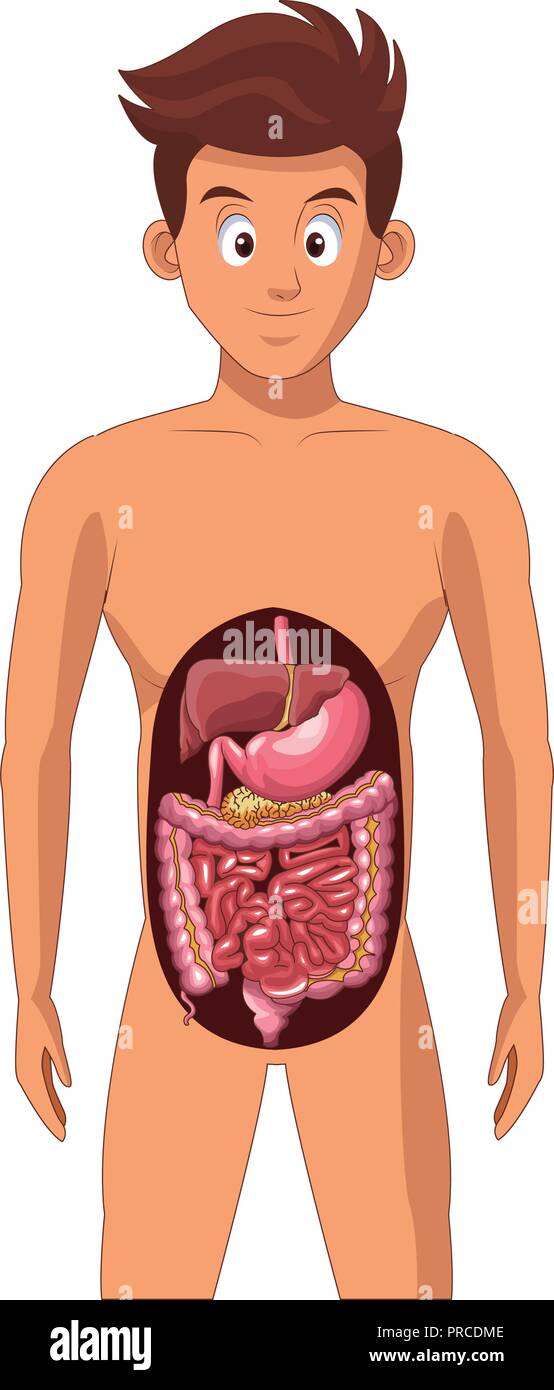 Man digestive system Stock Vector