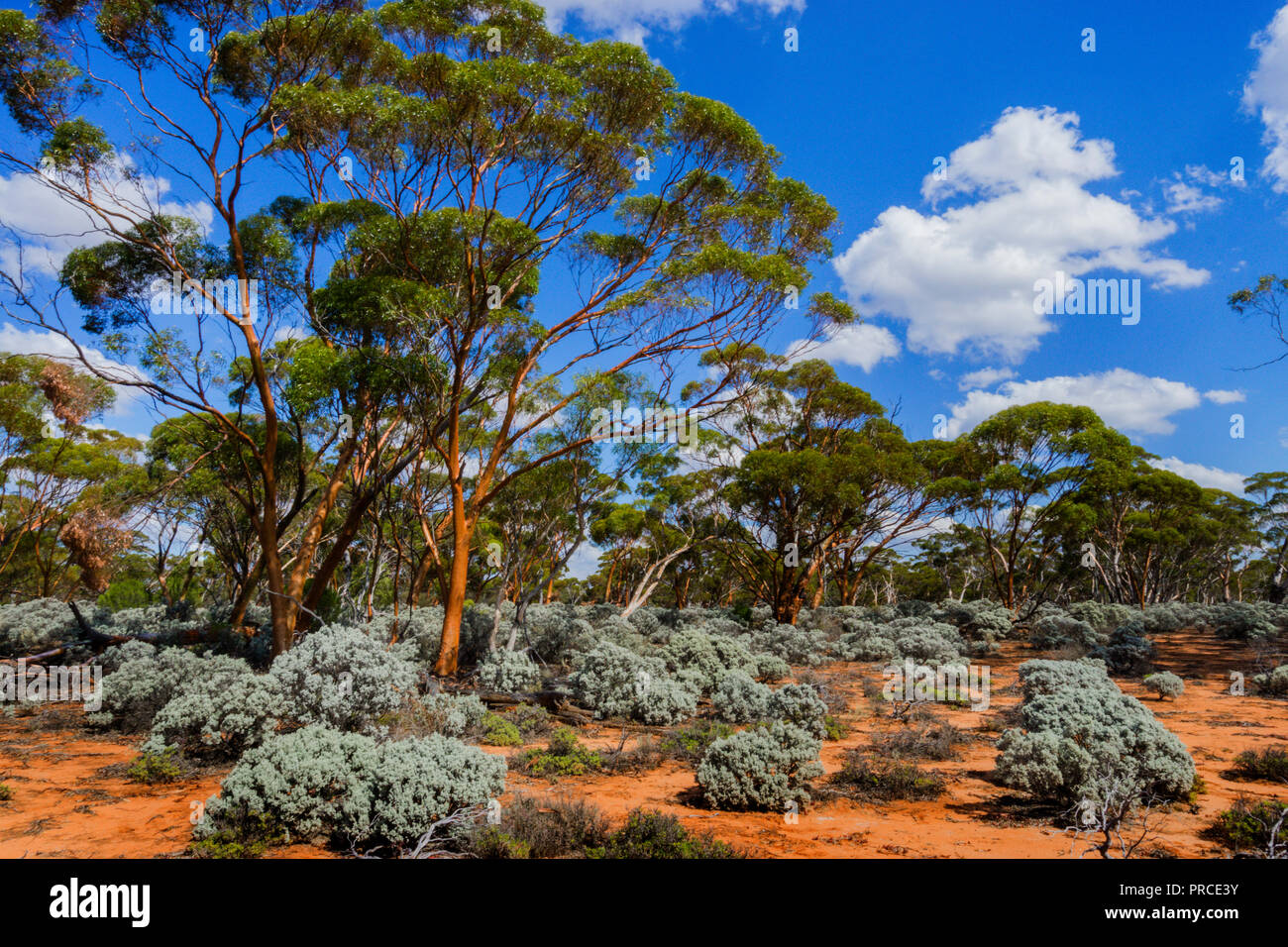 Gimlet gum and saltbush growing in the Great Western Woodlands which is the largest temperate woodland remaining on earth. Western Australia Stock Photo