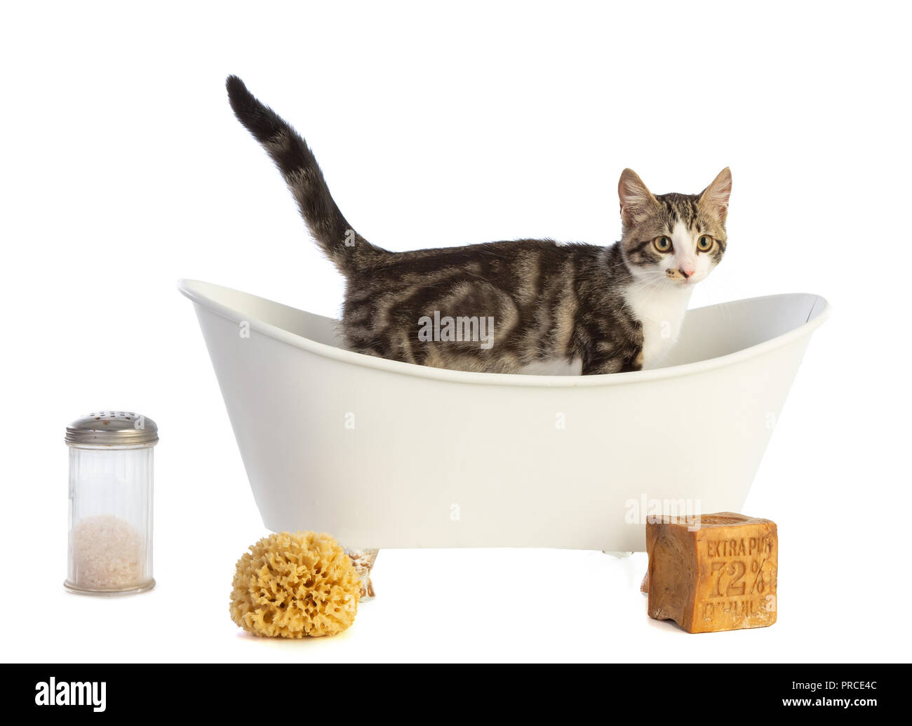 Kitten in a bath hi-res stock photography and images - Alamy