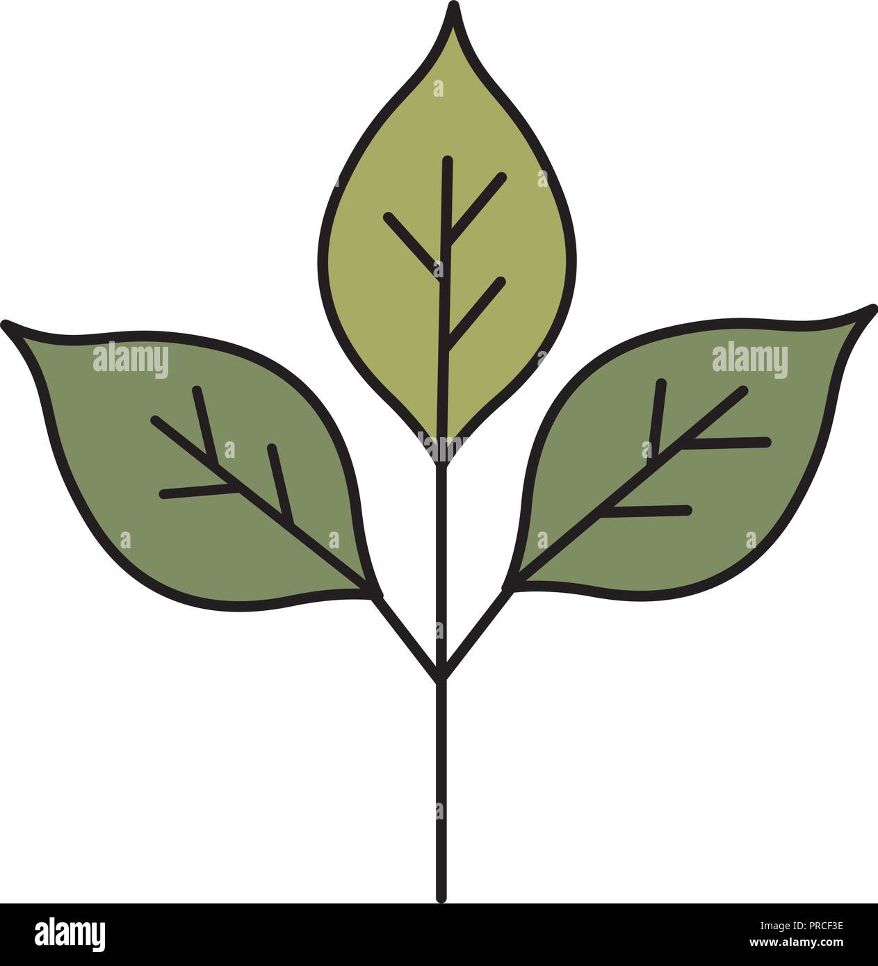 branch with leafs isolated icon Stock Vector Image & Art - Alamy