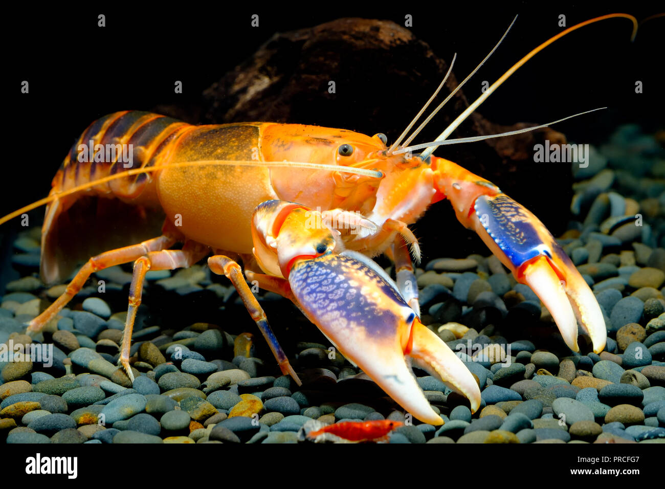 Volcano Destructor, a new breed of crayfish developed by Thai people Stock Photo