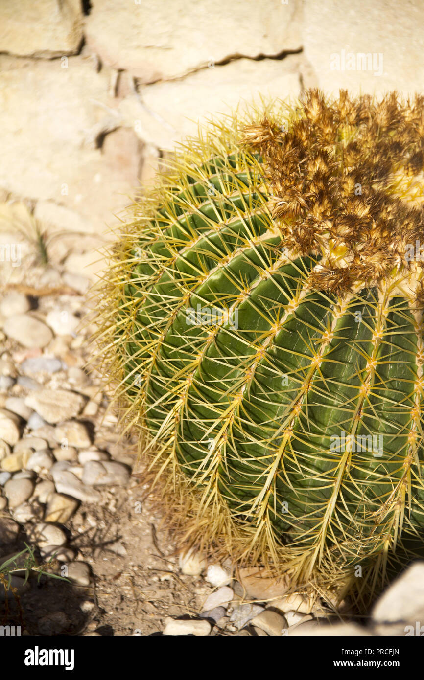 Close up of cactus in a garden Stock Photo