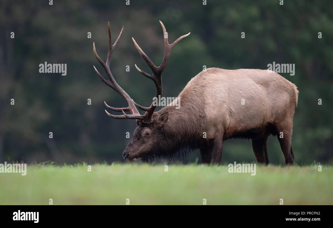 Elk During the Rut Season Stock Photo - Alamy