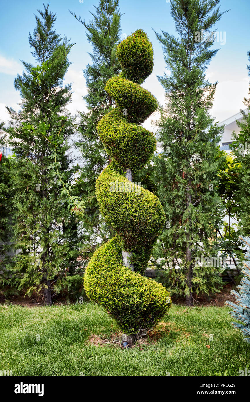 Evergreen aborvitae thuya tree trimmed in a decorative spiral shape in a garden Stock Photo