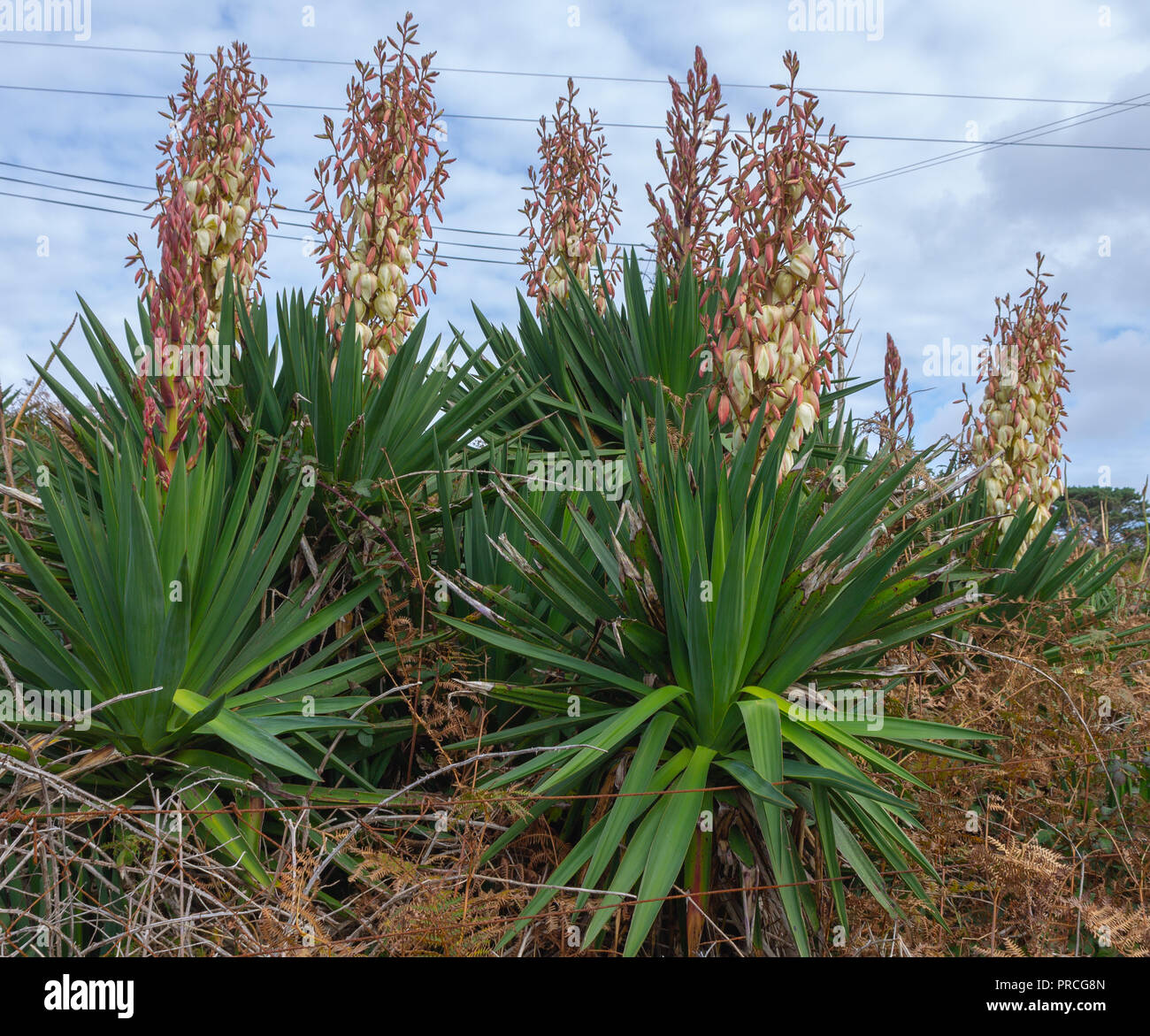 yucca gloriosa yucca plant flowering growing amongst ferns in West Cork Ireland. Stock Photo