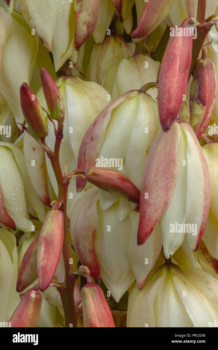 close up of yucca gloriosa flower spike coming into bloom Stock Photo