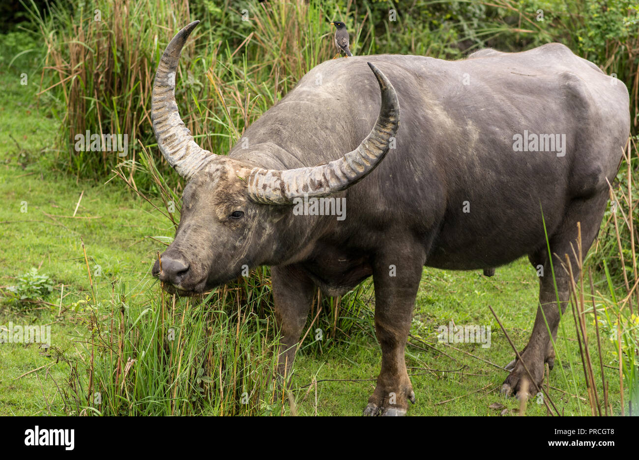 Bison at Kaziranga National Park, Assam, India Stock Photo