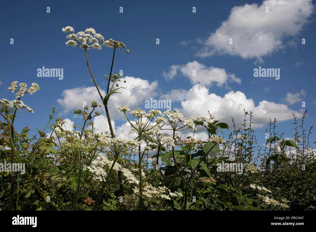 Nature of the ground and sky with Cow Parsley reaching for the clouds in Himbleton, United Kingdom. Anthriscus sylvestris, known as cow parsley, wild chervil, wild beaked parsley, or keck is a herbaceous biennial or short-lived perennial plant in the family Apiaceae, genus Anthriscus. Stock Photo