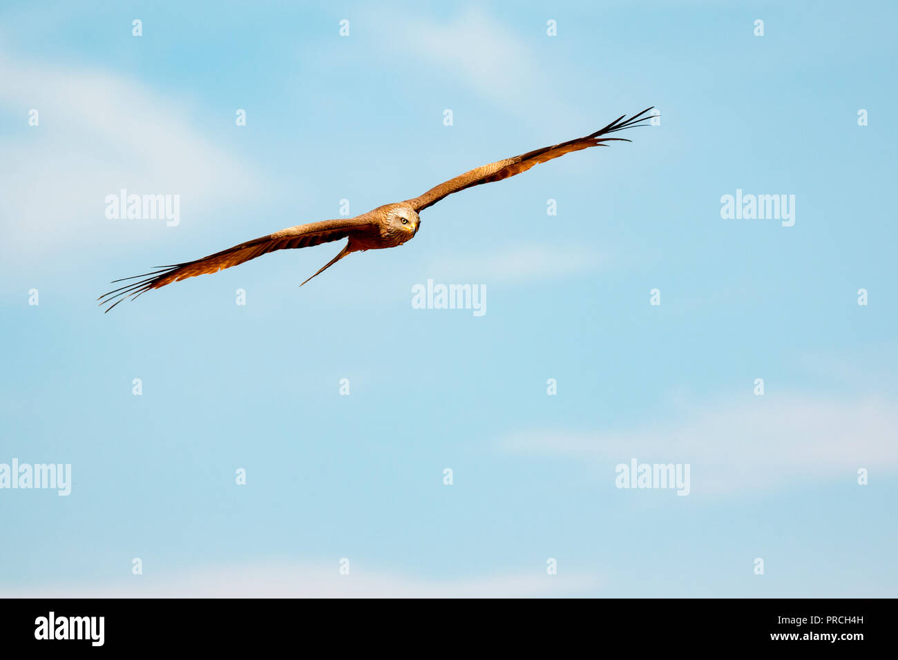 Accipitridae Speed Stock Photos Accipitridae Speed Stock