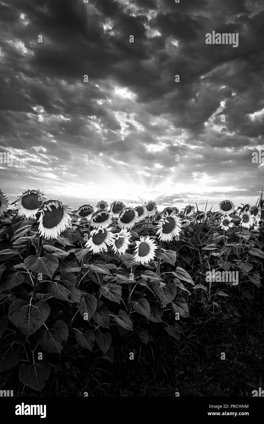Sunflower field at sunset in Italy, Black and white vertical version
