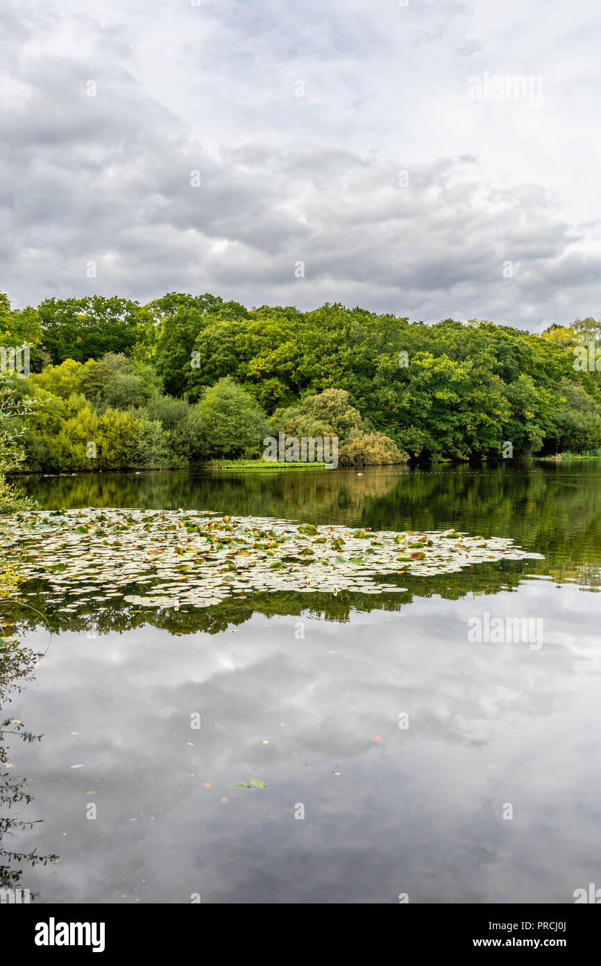 Reflection of trees on Eyeworth Pond in the New Forest National Park near Fritham. England, UK Stock Photo