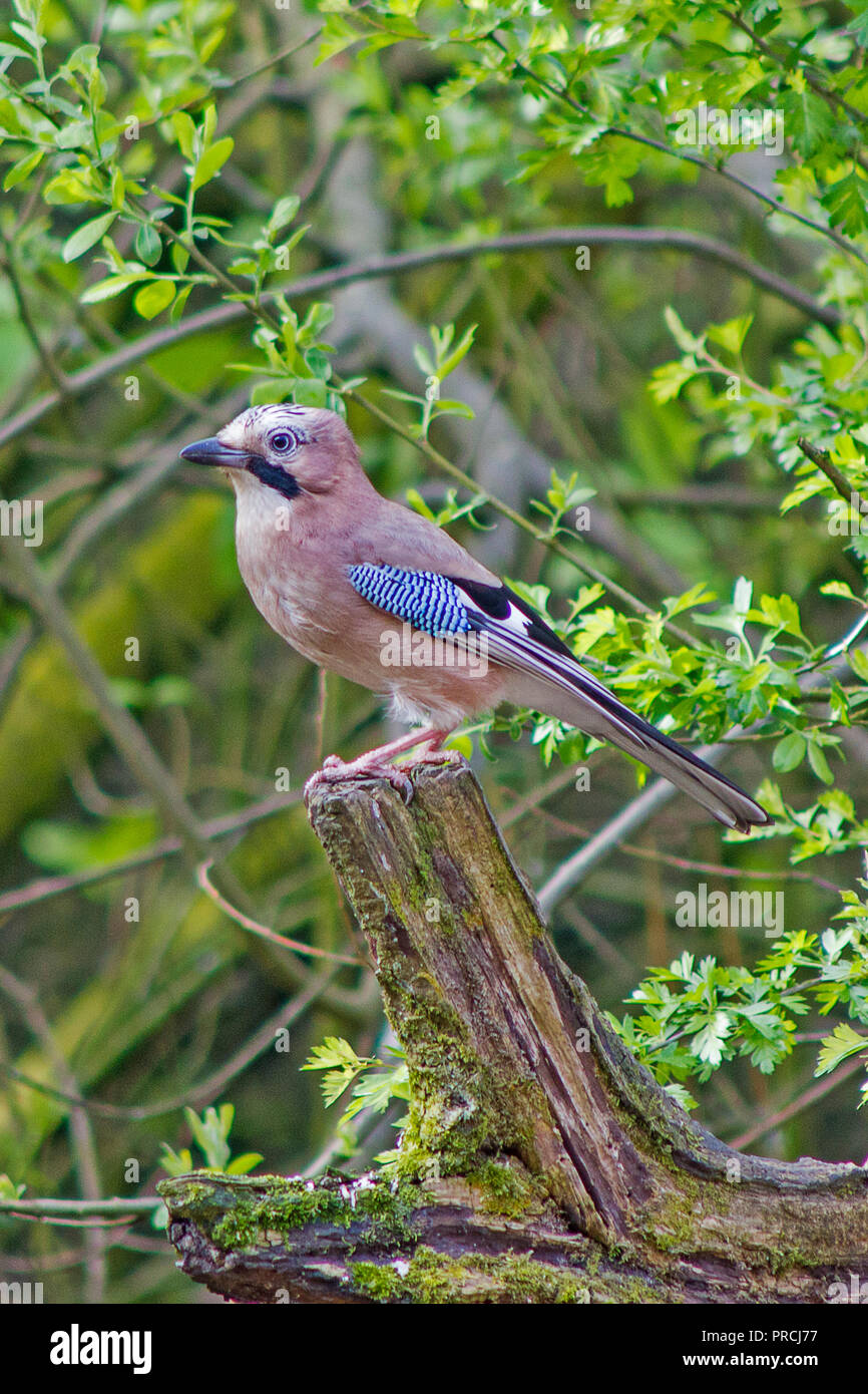 Eurasian jay perched on a stump in local woodlands Stock Photo