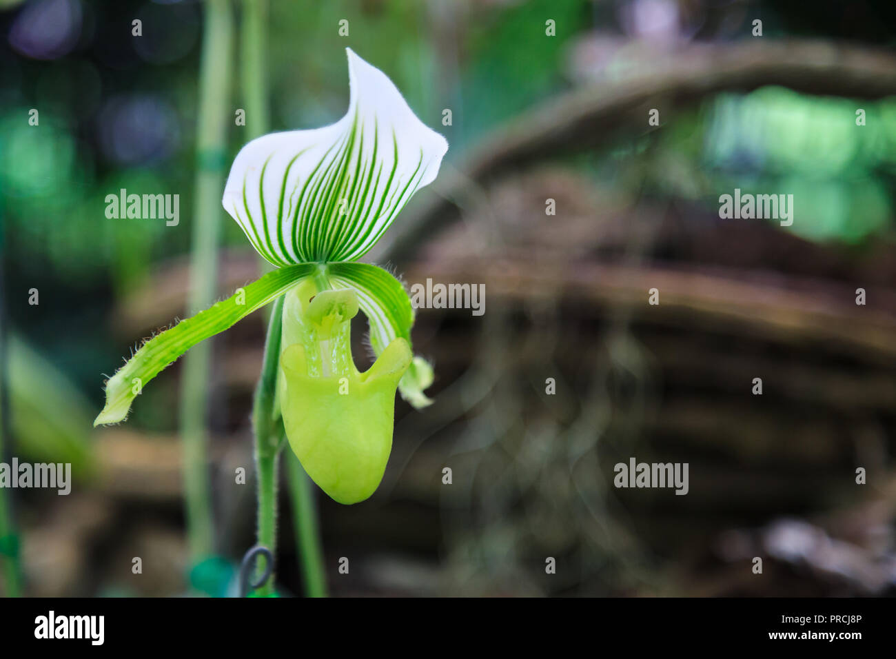 Flowers: Lady's slipper, lady slipper or slipper orchid Paphiopedilum, Paphiopedilum Hennisianum. The slipper-shaped lip of the flower serves as a tra Stock Photo