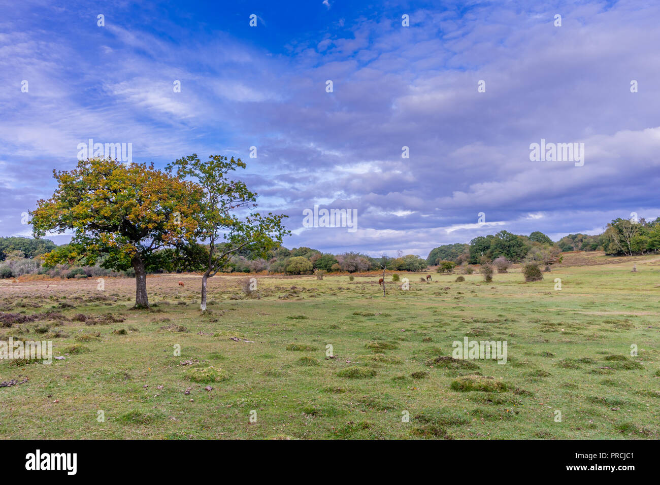 Open field of grassland and heather during autumn in the New Forest National Park near Frtham, Hampshire, England, UK Stock Photo