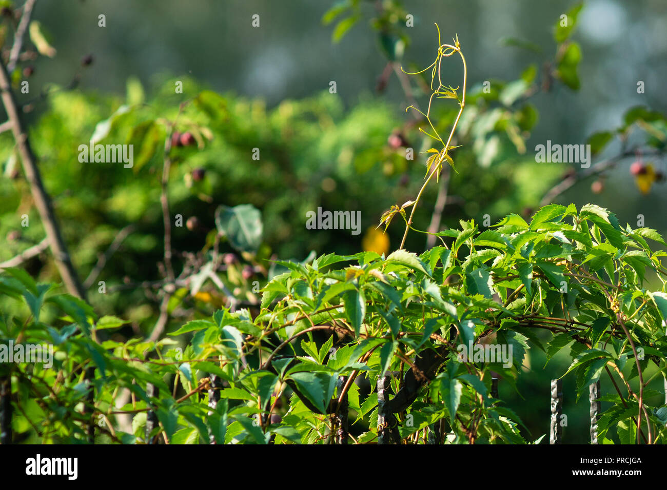 Green climbing plant over the metal fence. Summertime in the garden. Decorative photo Stock Photo