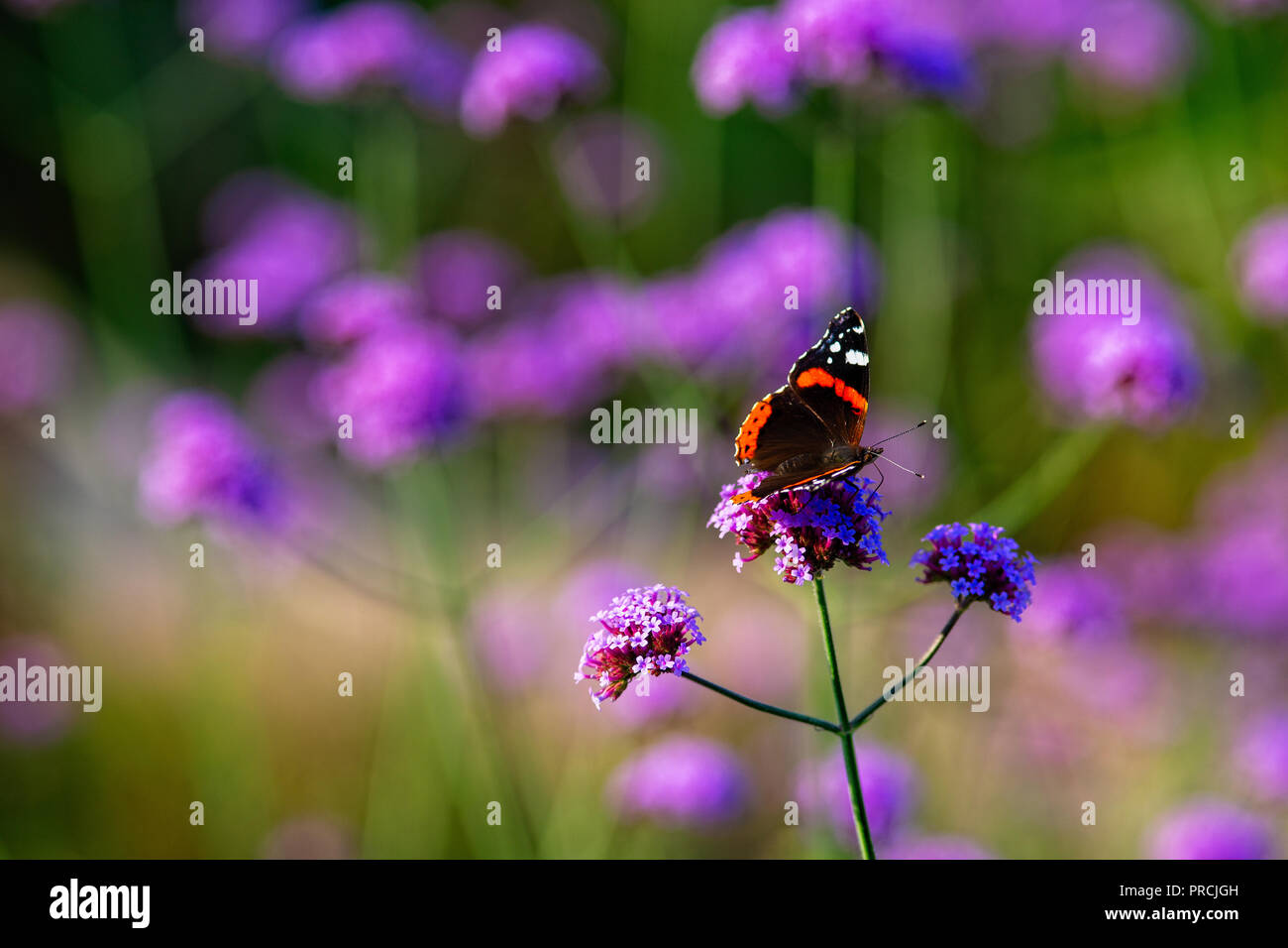 Painted lady butterfly on a violet verbena flower on a warm summer day. Blurry background, free space to enter text Stock Photo