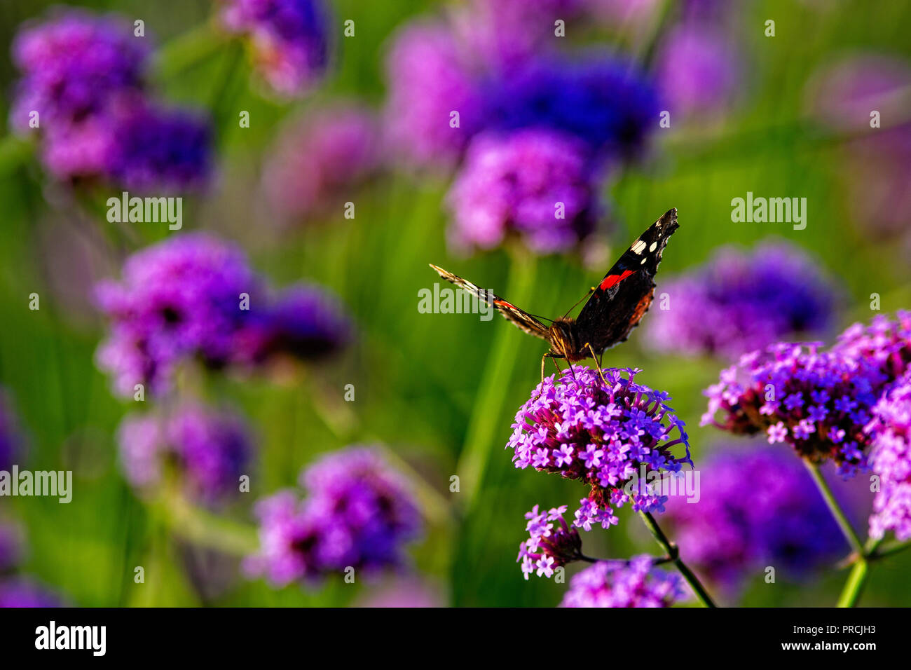 Painted lady butterfly on a violet verbena flower on a warm summer day. Blurry background, free space to enter text Stock Photo