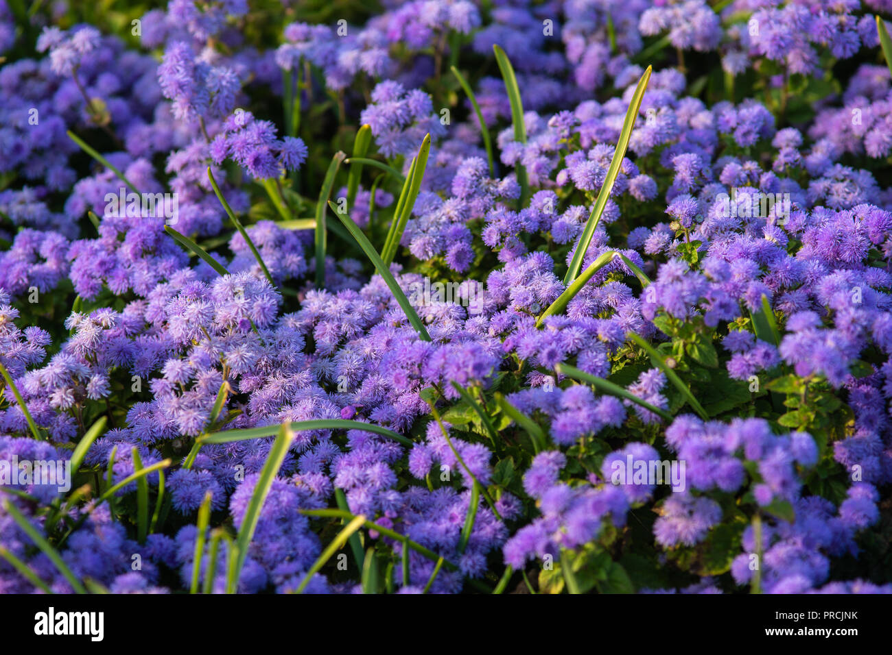 Blue or violet aster flowers, green stems of grass. Natural carpet. Summertime in the garden. Beautiful decorative floral background, backdrop or wall Stock Photo