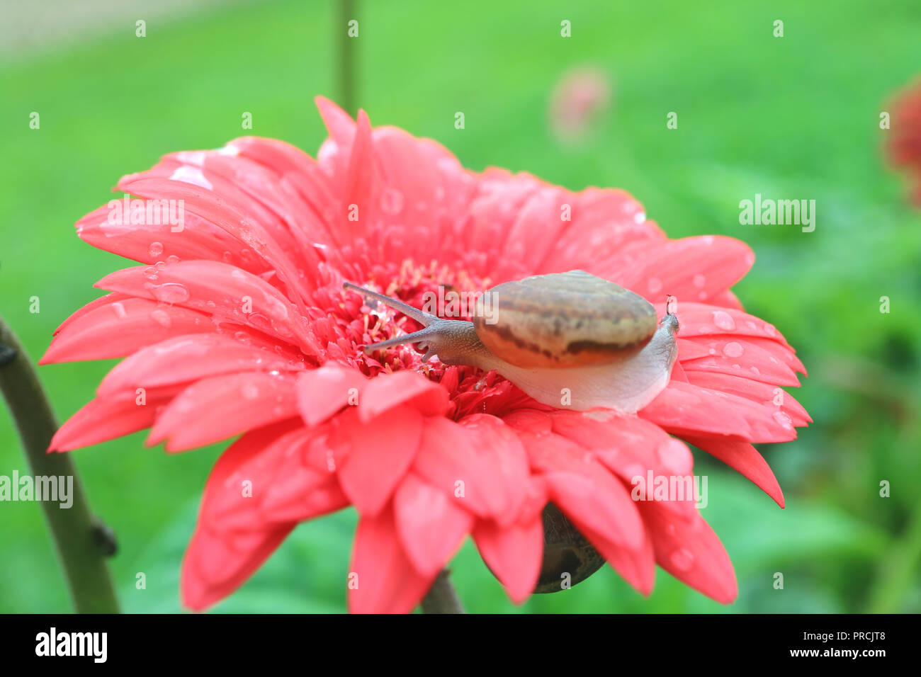 One little snail relaxing on vibrant pink blooming Gerbera flower with many water droplets after the rain Stock Photo