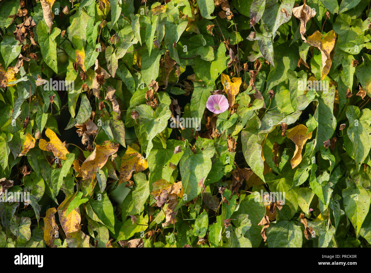 Natural live wall or hedge made of field bindweed plant or Convolvulus arvensis. Single light violet flower. Beautiful decorative floral background, b Stock Photo