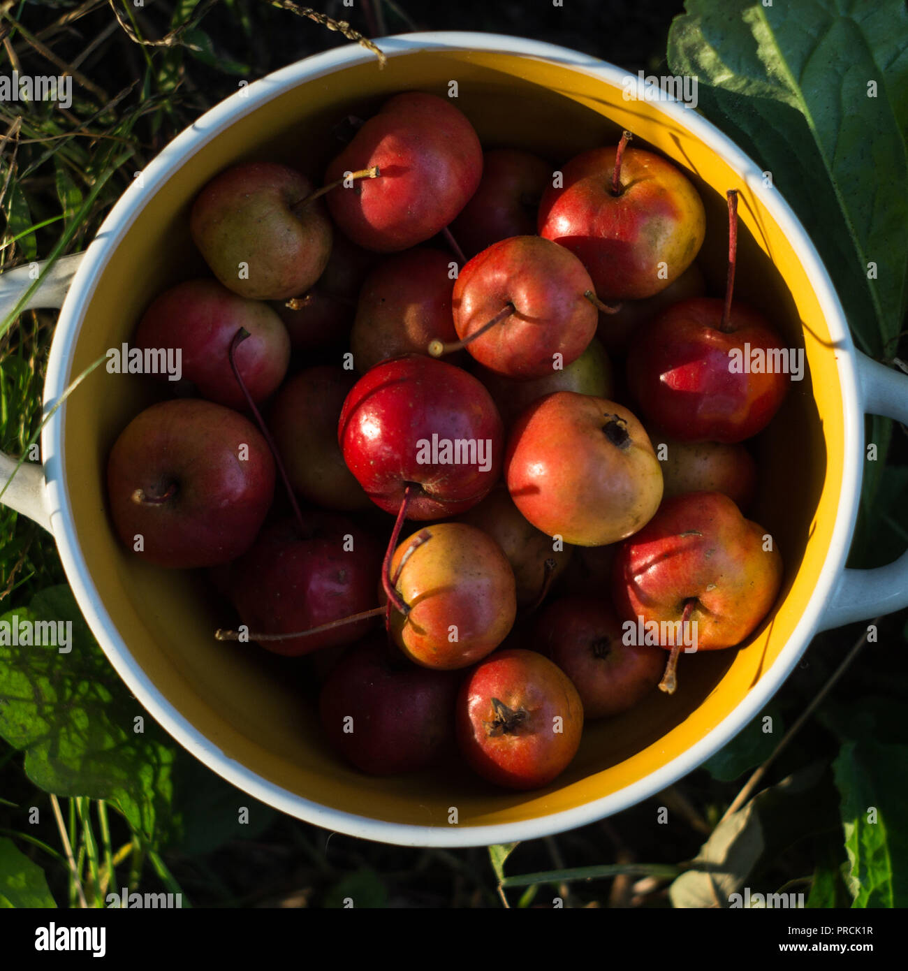 Apples after harvest Stock Photo