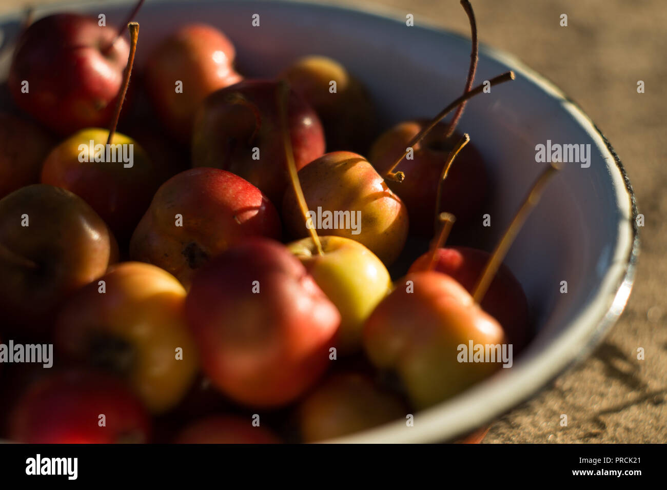 Apples after harvest Stock Photo