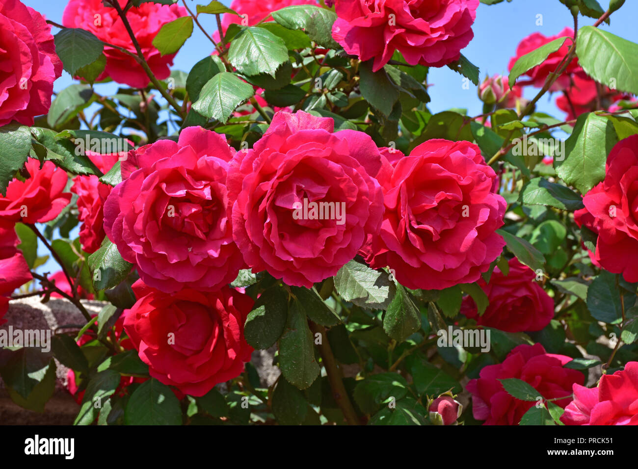 Climbing roses in bloom Stock Photo - Alamy