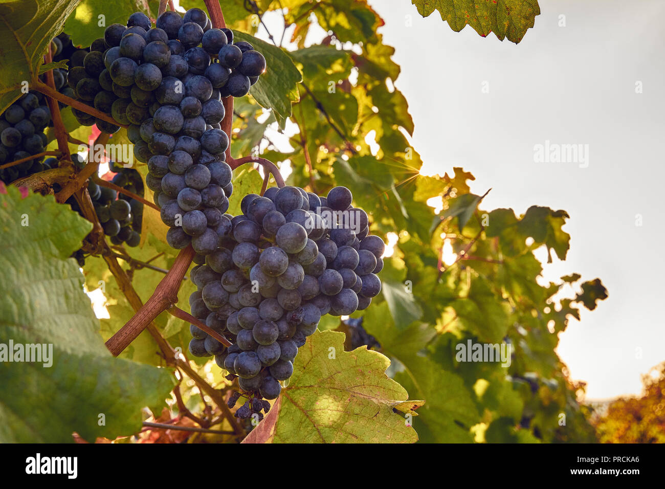 Detailed photo of blue tassels wine grapes among green leaves in the vineyard, the sunlight on a bright autumn day Stock Photo