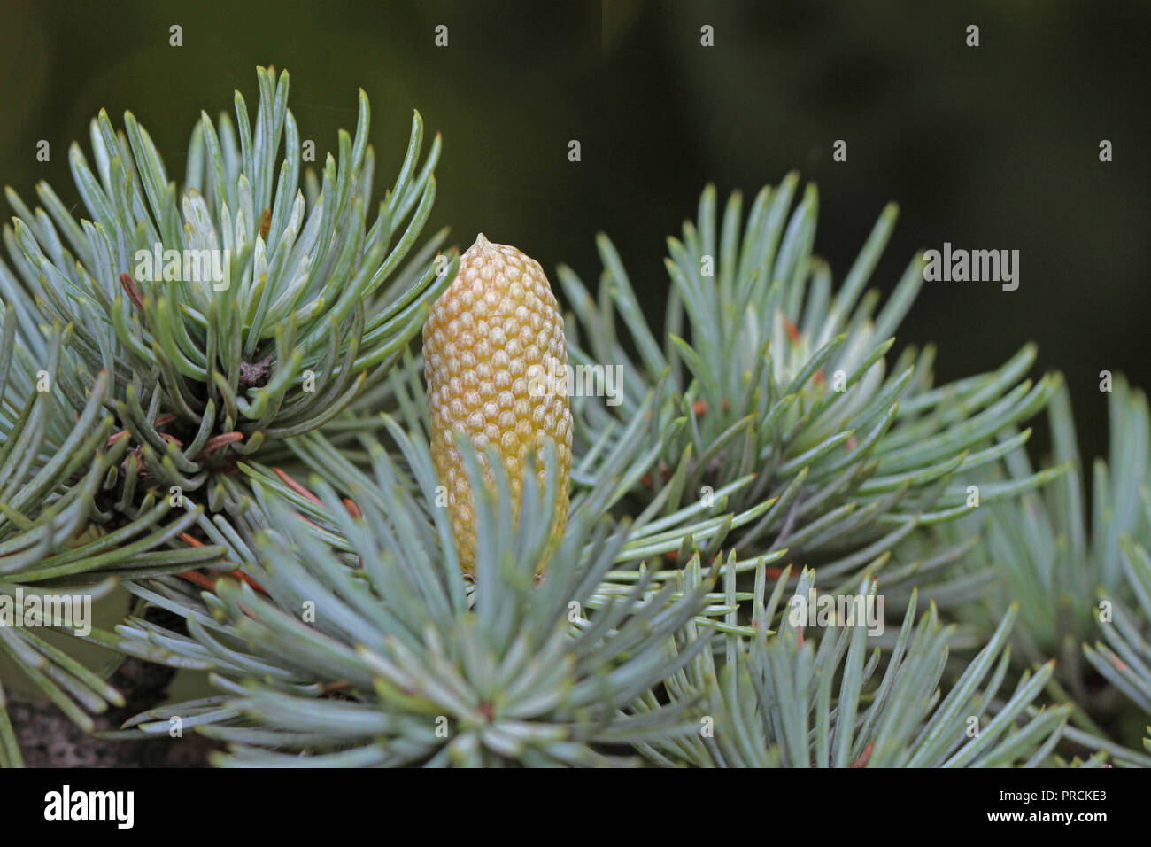 blue spruce tree cone starting to ripen in autumn or fall in Italy Latin picea pungens variety glauca Stock Photo