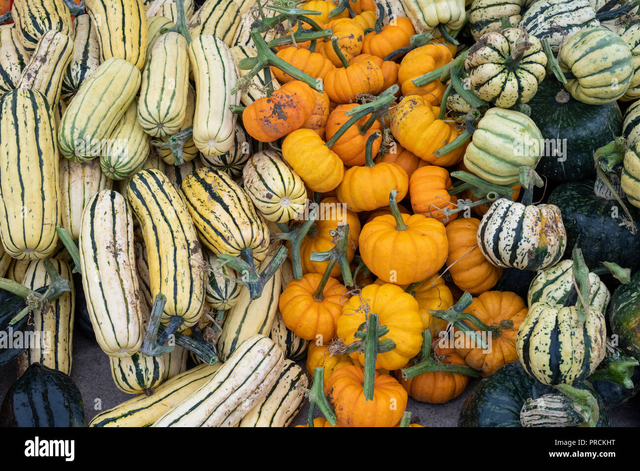 Delicata Squash with sweet dumpling squash and Pumpkins on display at Daylesford Organic farm shop autumn festival. Daylesford, Cotswolds, England Stock Photo