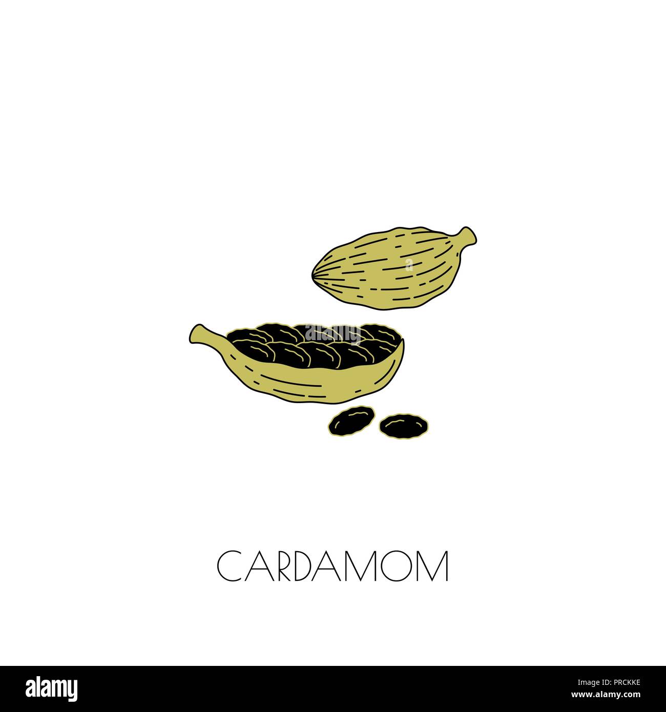 Spice cardamom icon Stock Vector