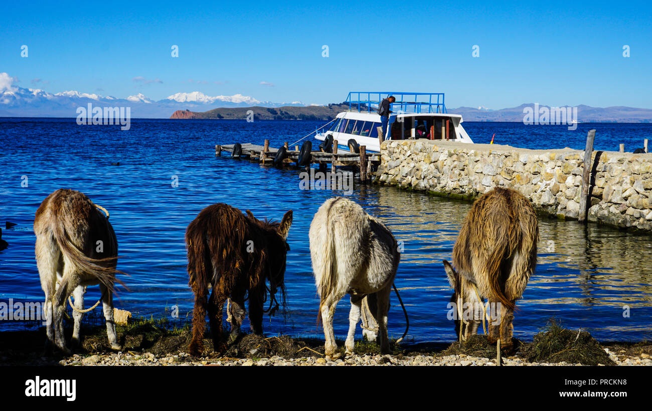 Donkeys Drinking by Lake Stock Photo