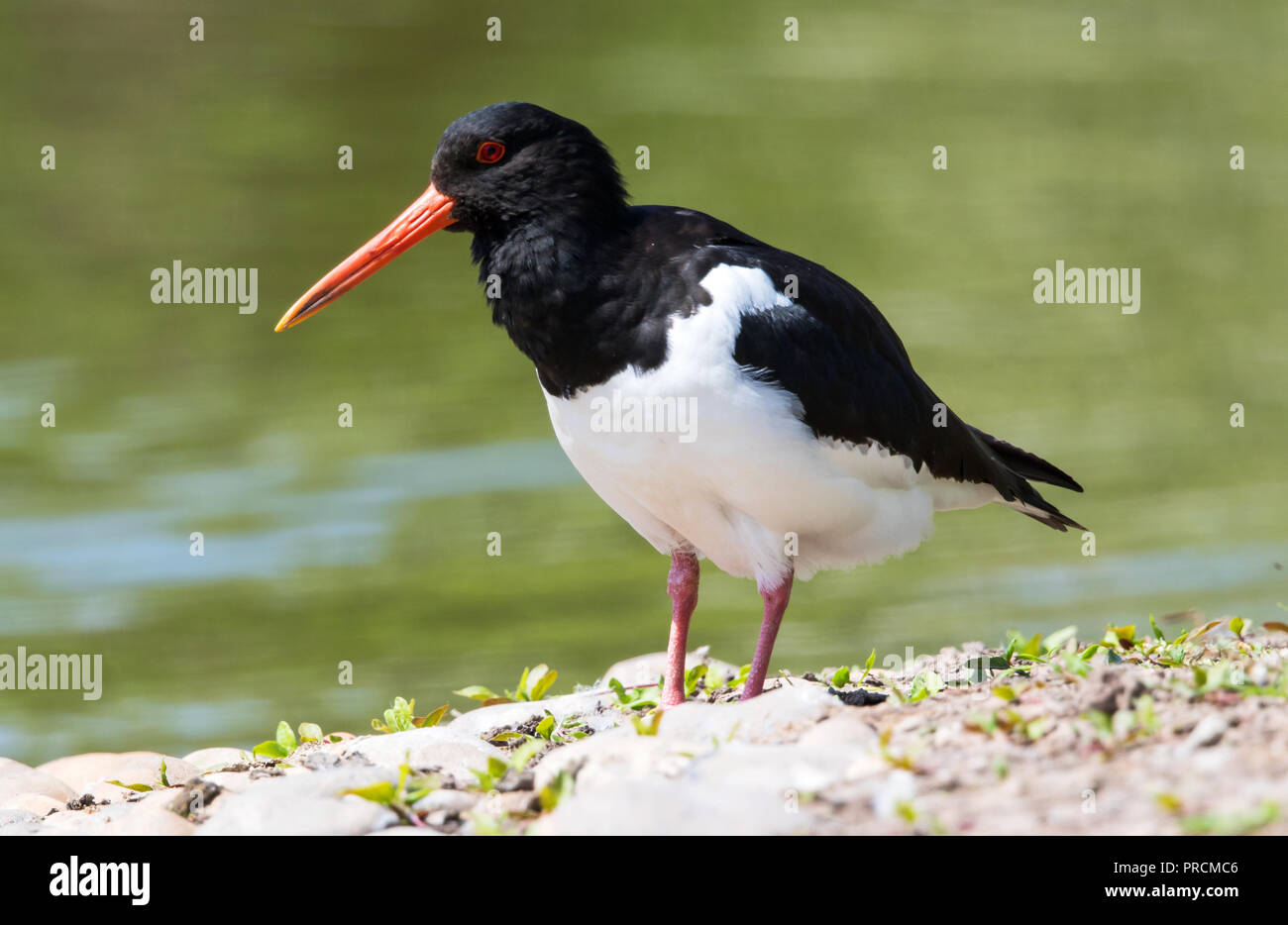 Oyster catcher at Slimbridge WWT Stock Photo Alamy