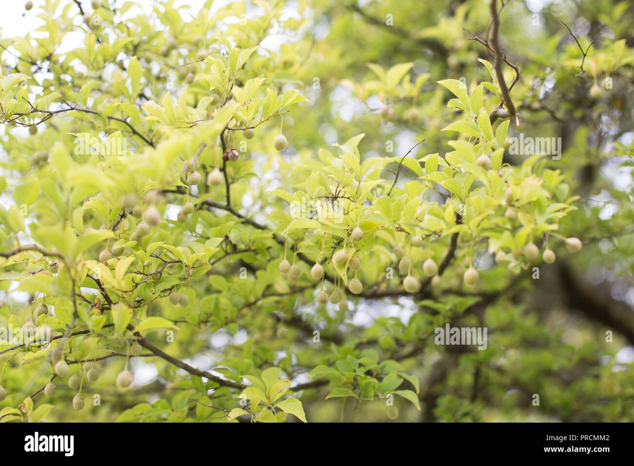 Close up of a Styrax Japonicus tree, also known as Japanese Snowbell, at Alton Baker park in Eugene, Oregon, USA. Stock Photo