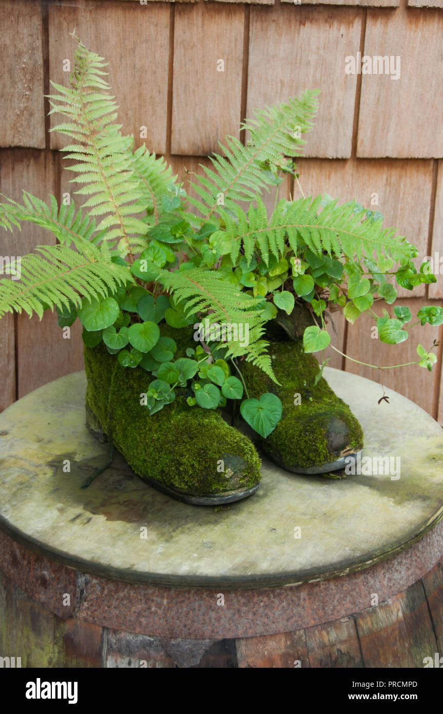 Ferns growing in a pair of old mossy boots Stock Photo