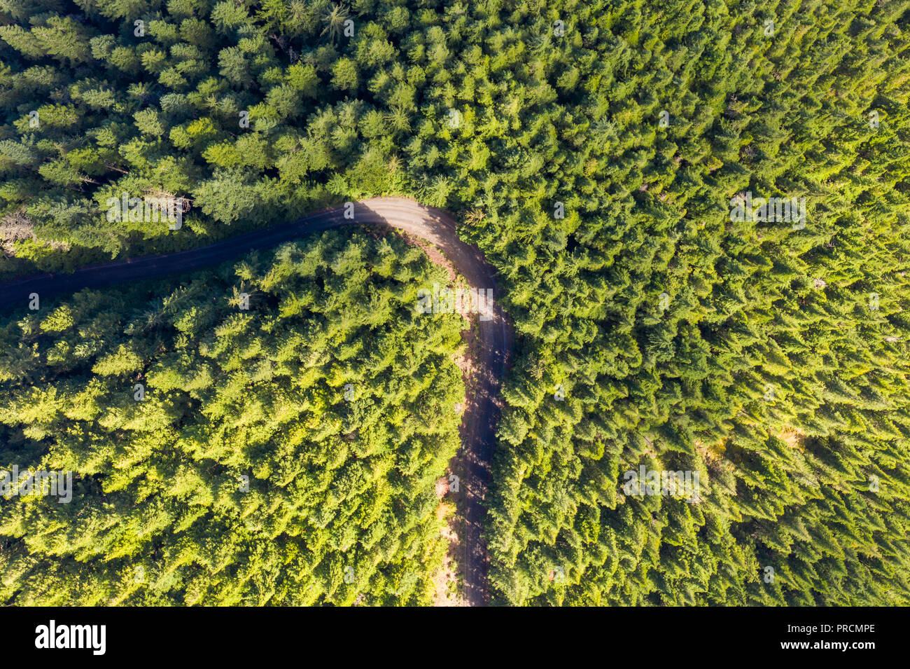 Aerial view of a winding road through a forest Stock Photo - Alamy